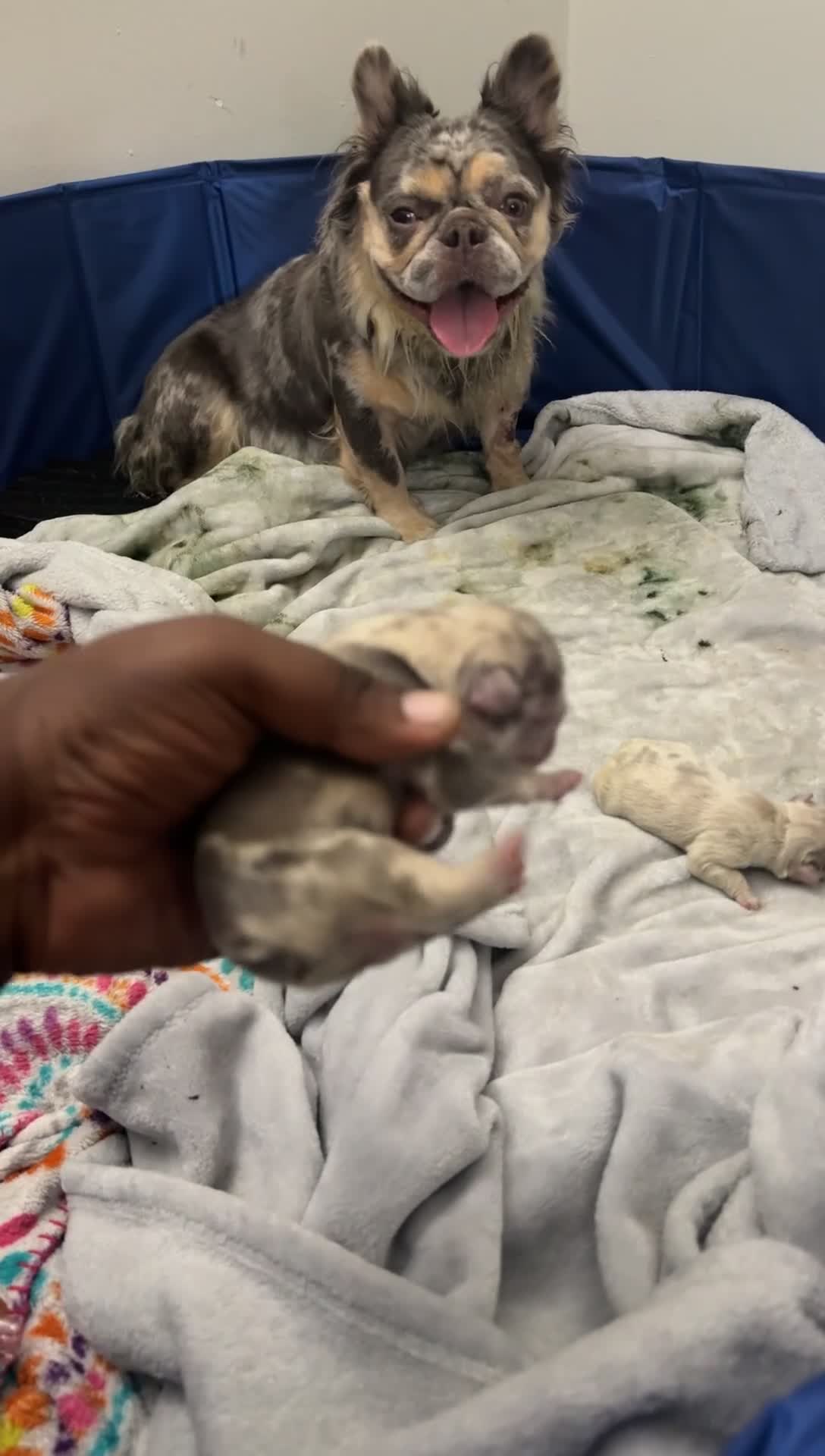 French Bulldog dogs for sale: Milky Way  - Video 3