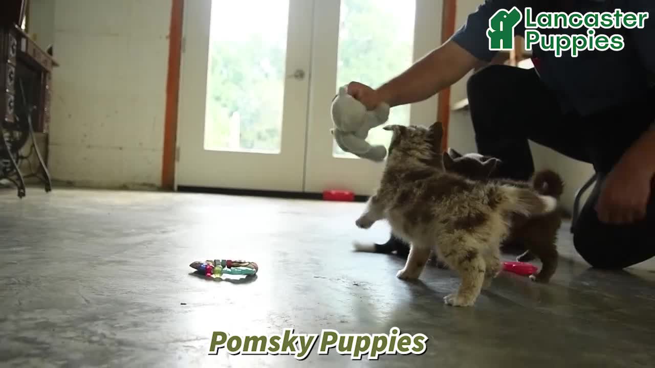 Pomsky dogs for sale: Bubba - Video 1
