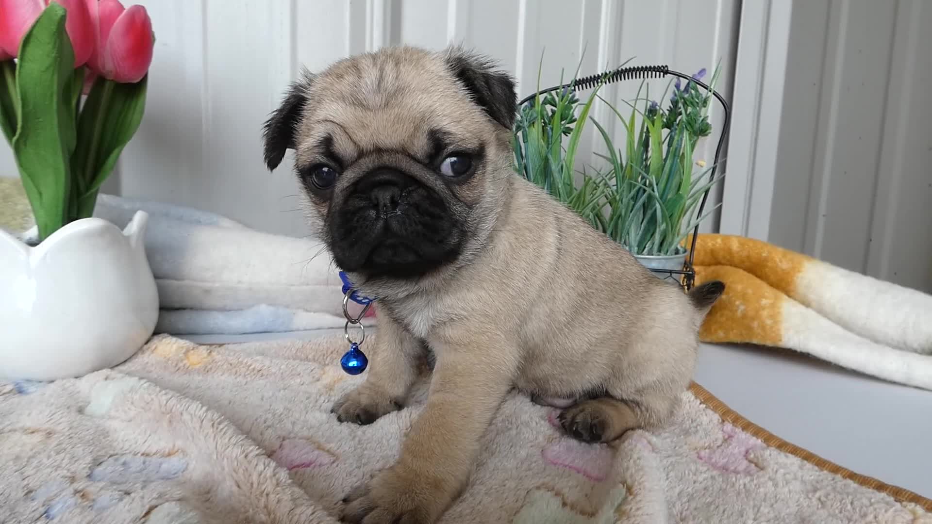 Pug dogs for sale: Pug Puppy 1 Cody - Video 1