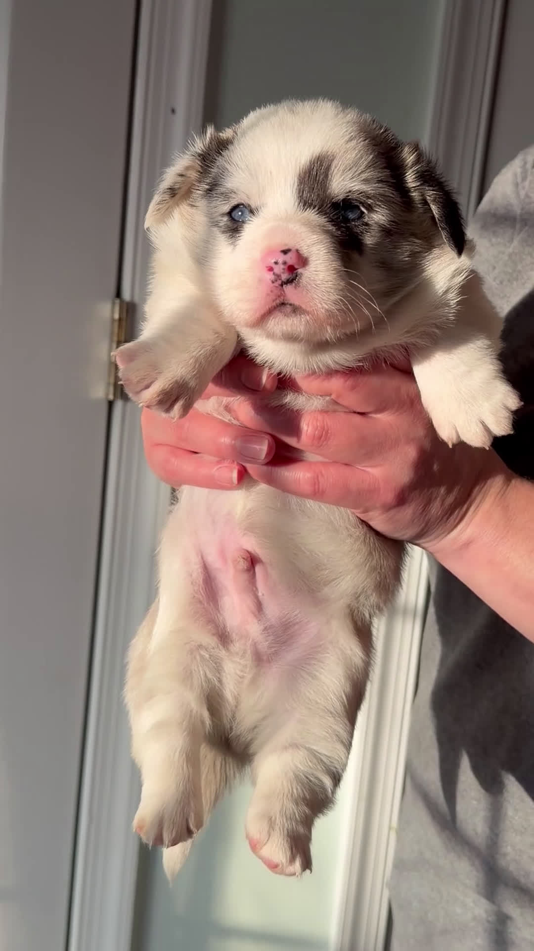 Welsh Corgi Pembroke dogs for sale: Yoshi - Video 1