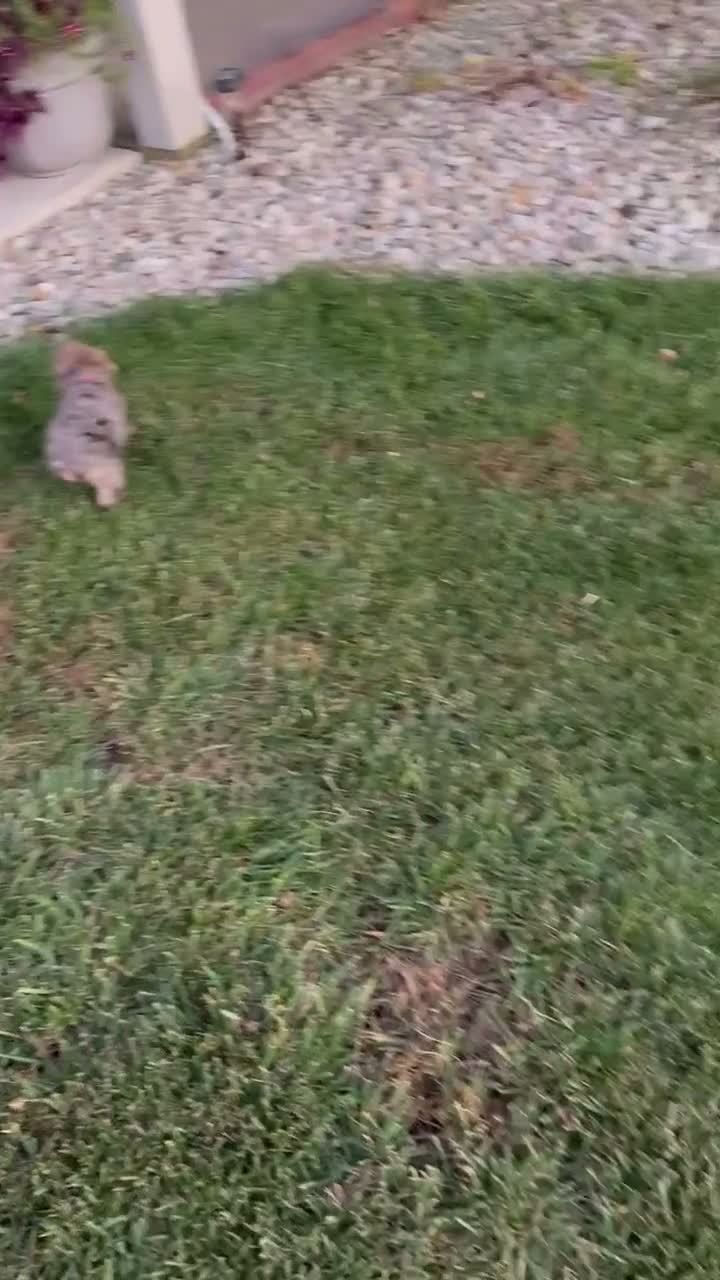 Yorkiepoo dogs for sale: Tiny Stella - Video 3