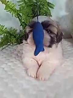 Shih Tzu dogs for sale: Hero - Video 1