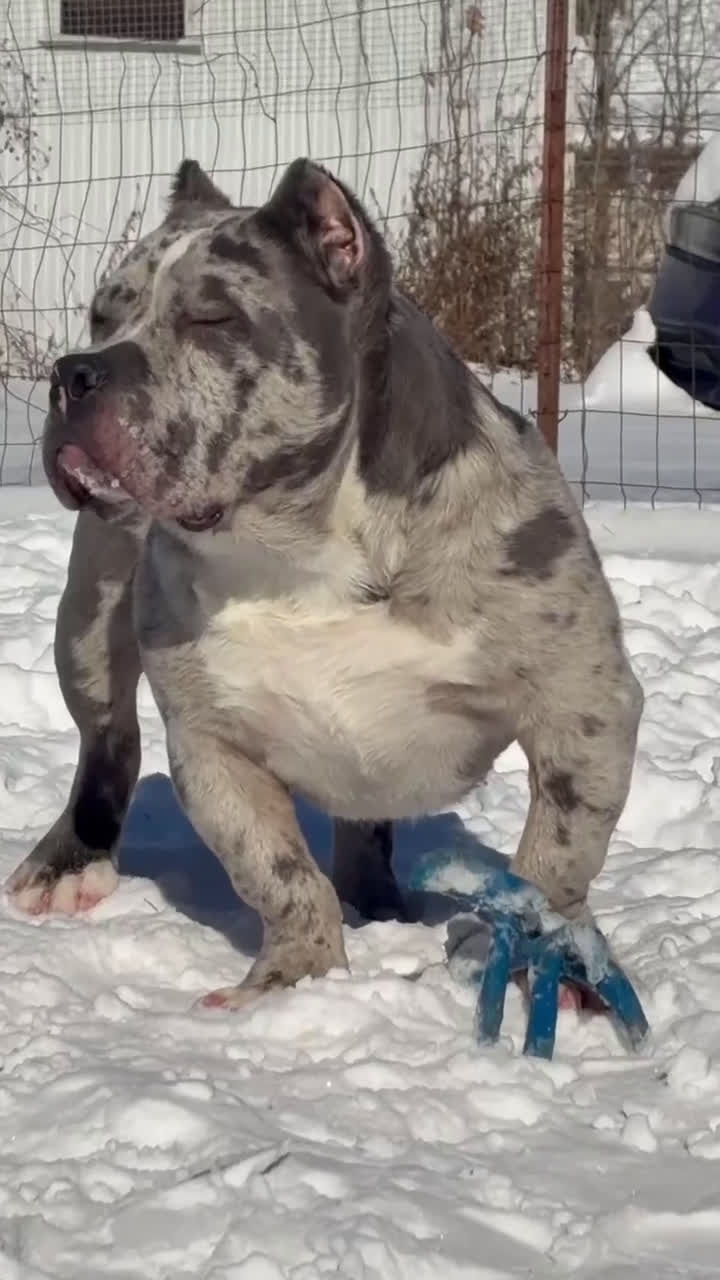 American Bully dogs for sale: APOLLO  - Video 1