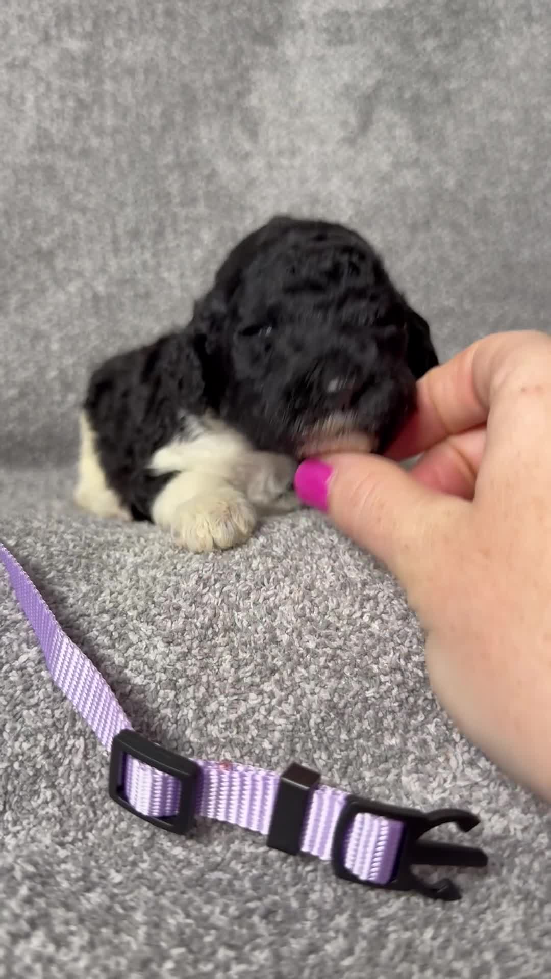 Standard Poodle dogs for sale: Fawn - AKC - Video 8