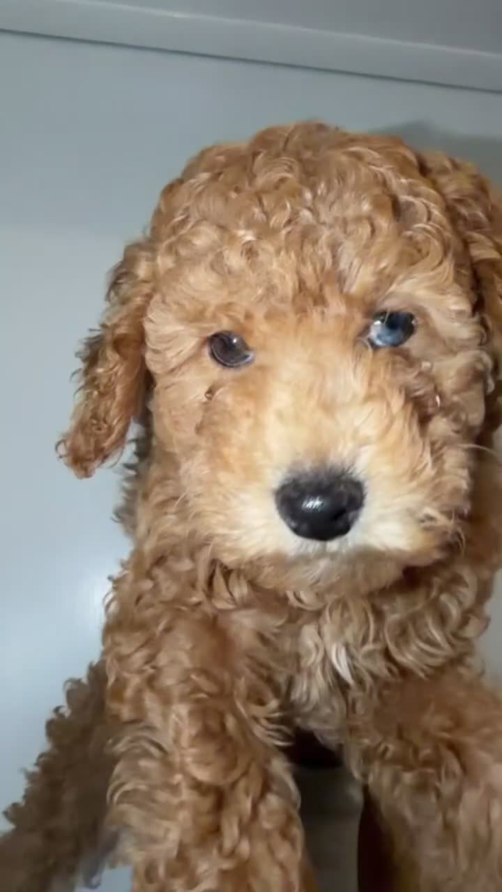 Miniature Poodle dogs for sale: BLUEBERRY  - Video 1