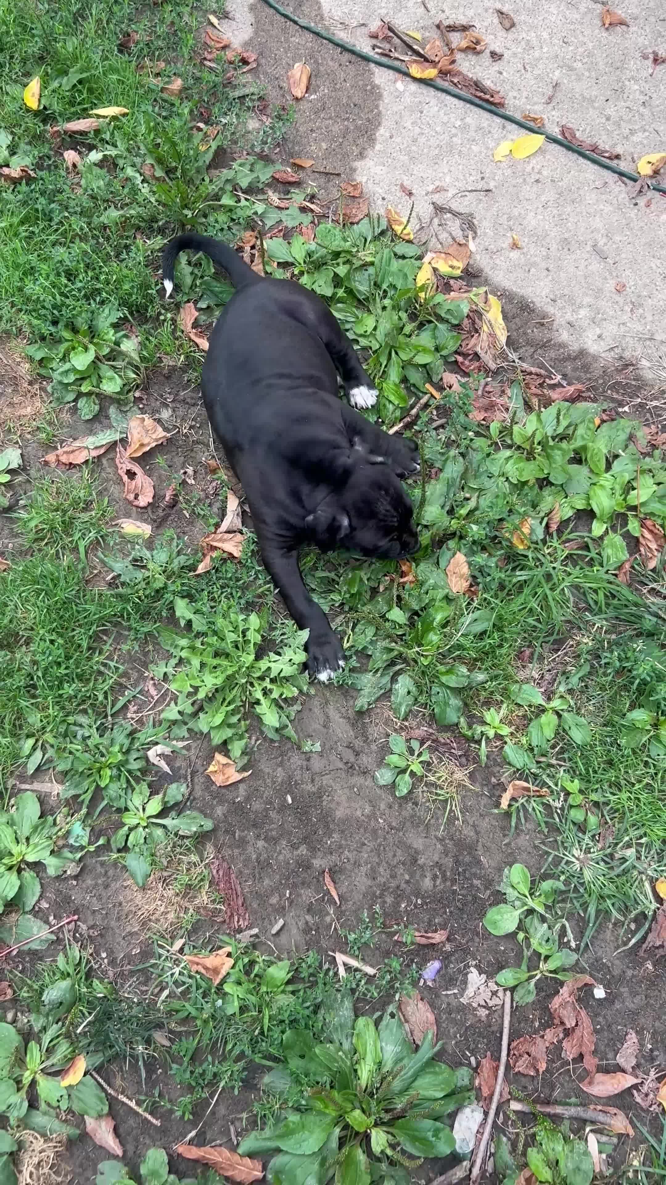 American Pit Bull Terrier dogs for sale: American Pit Bull Terrier 1 - Video 1