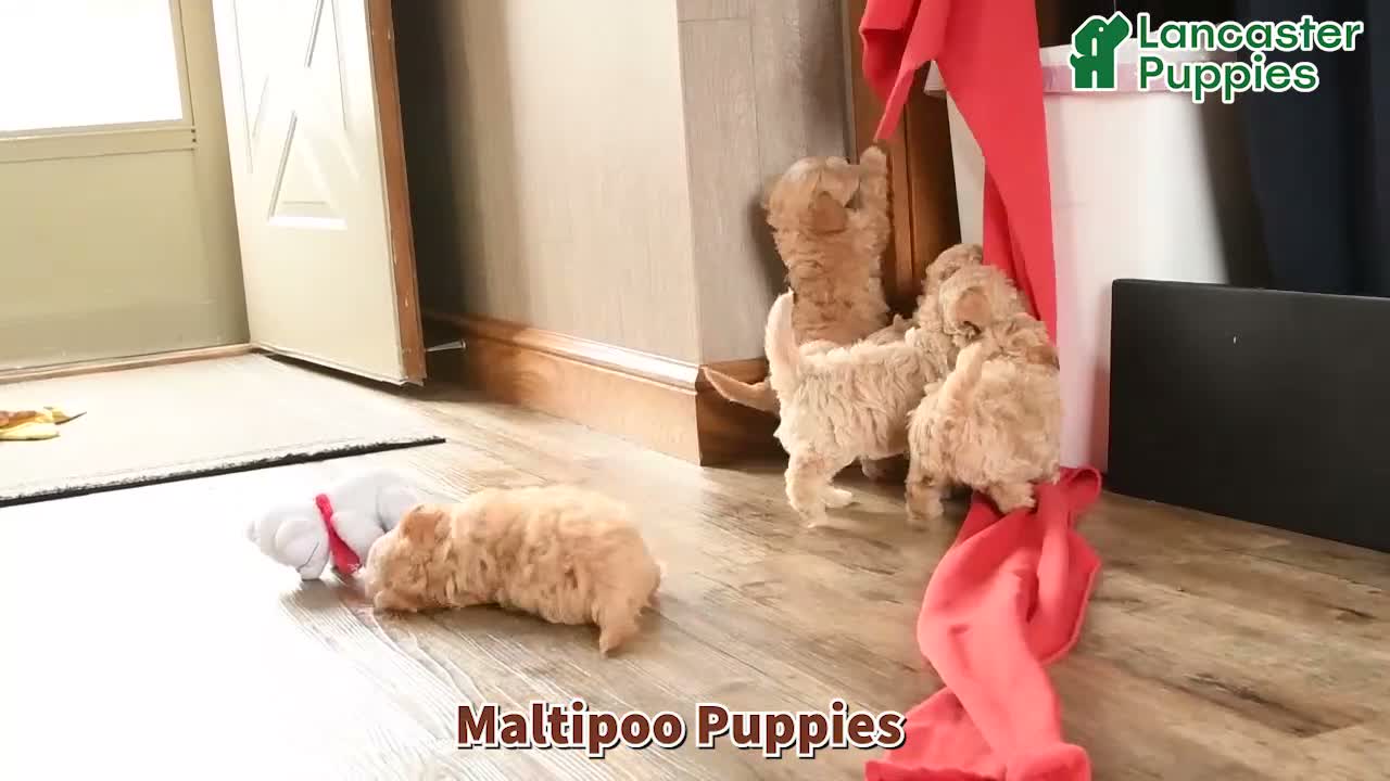 Maltipoo dogs for sale: Autumn - Video 1