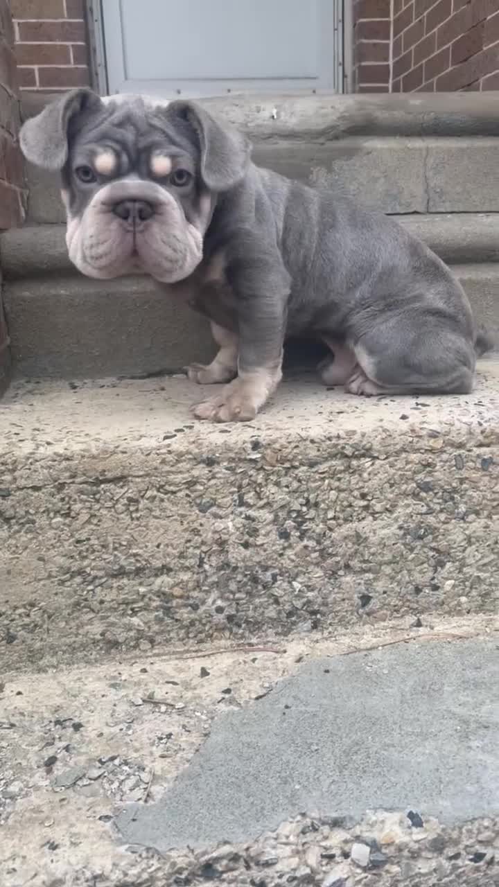 French Bulldog dogs for sale: French Bulldog Puppy 1 - Video 1