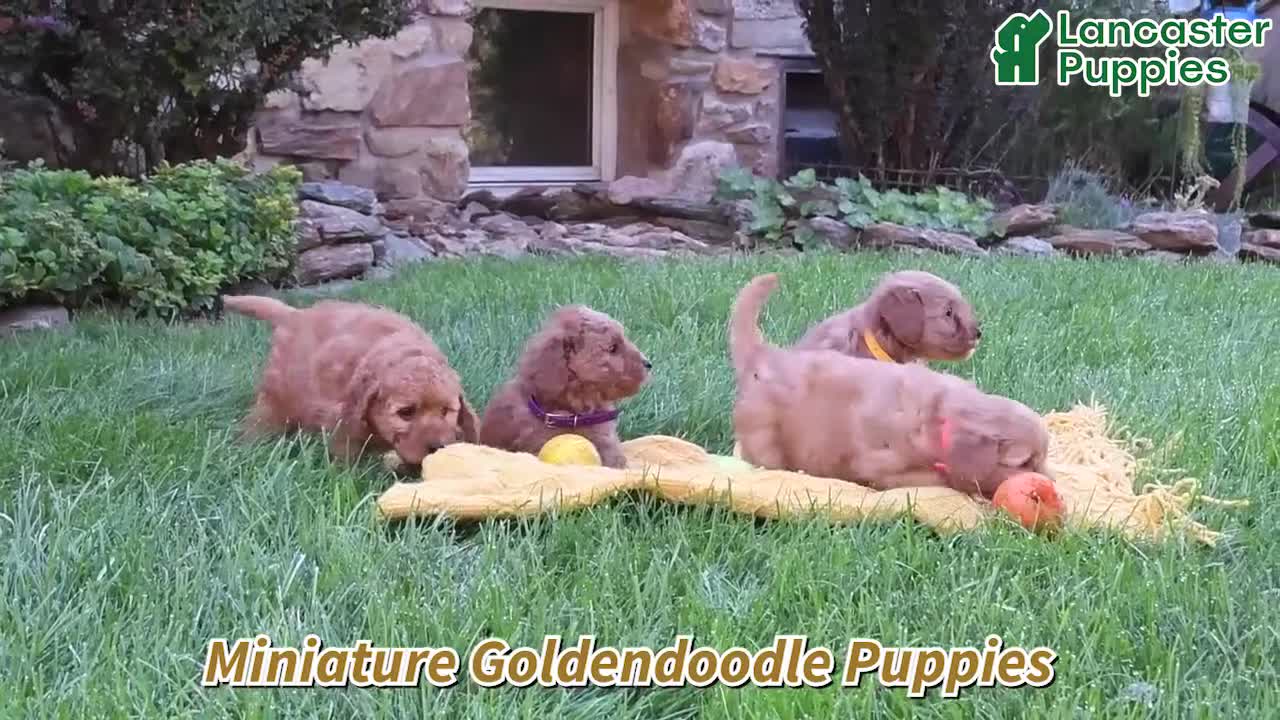 Mini Goldendoodle dogs for sale: Jordan - Video 1
