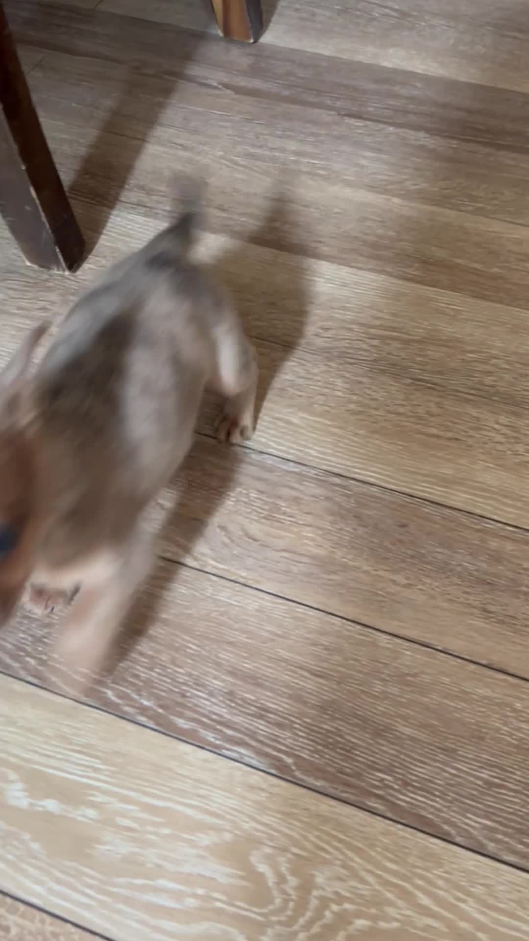 Mixed Breed dogs for sale: Beauty  - Video 3
