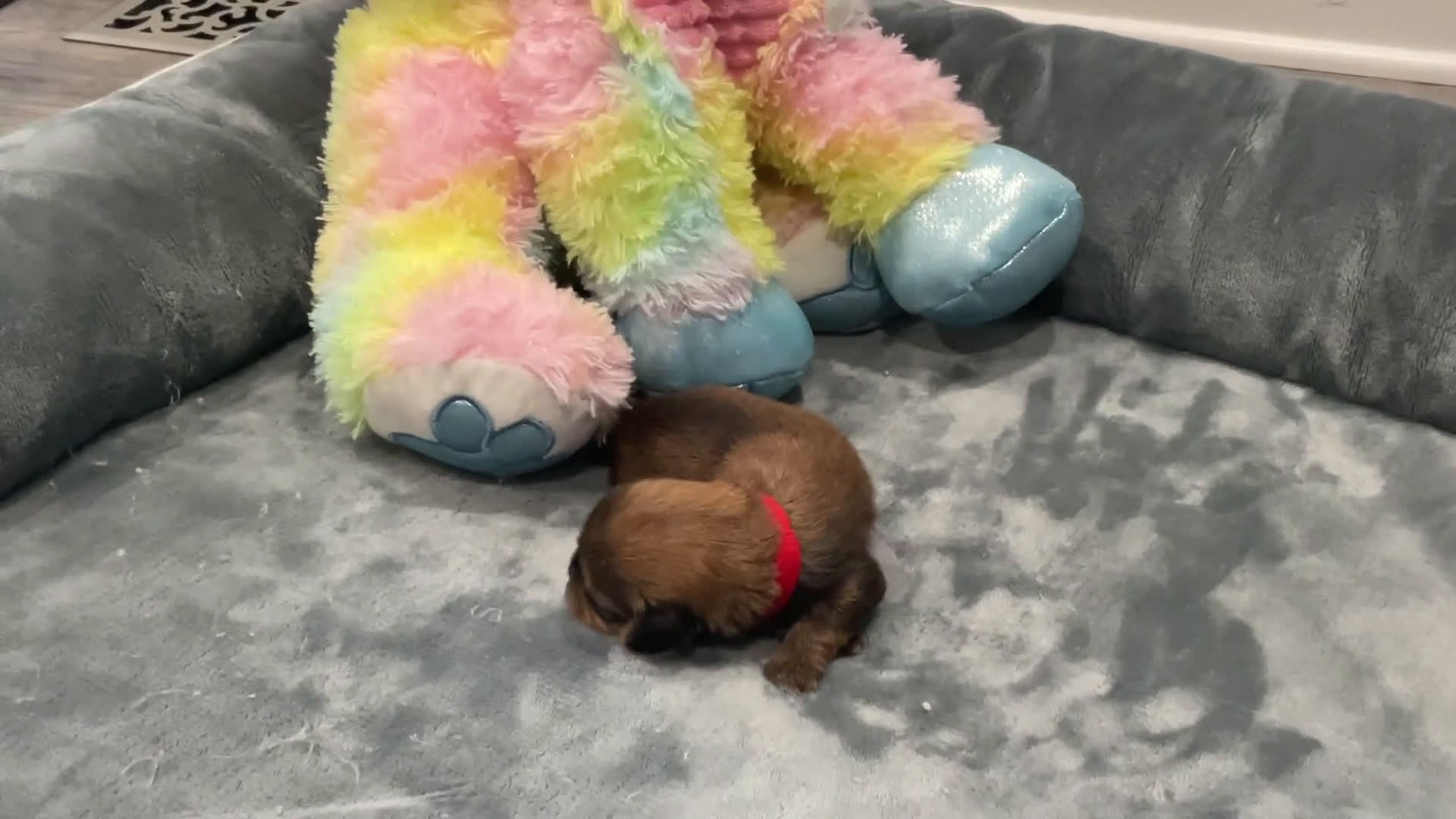 Shorkie dogs for sale: Pauline - Video 1