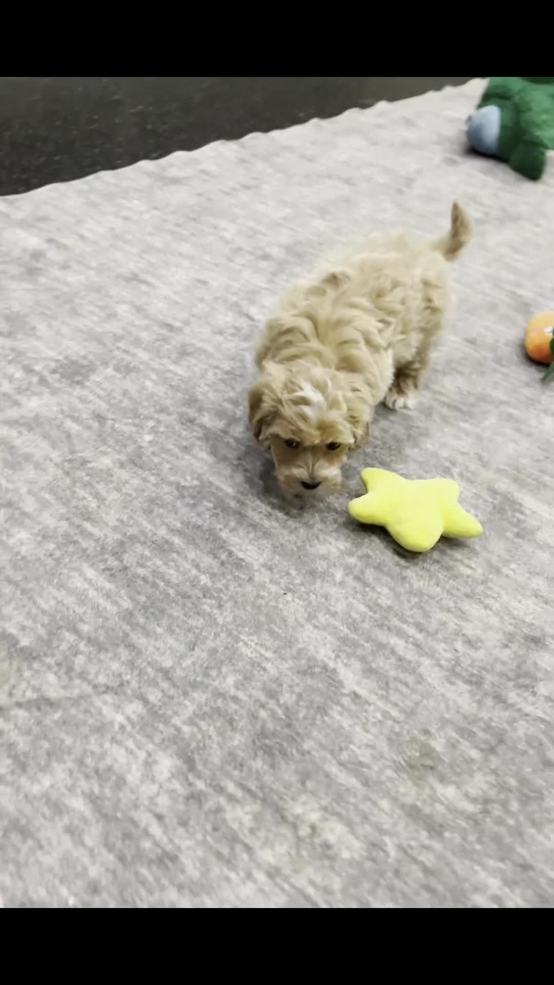 Maltipoo dogs for sale: Red - Video 1