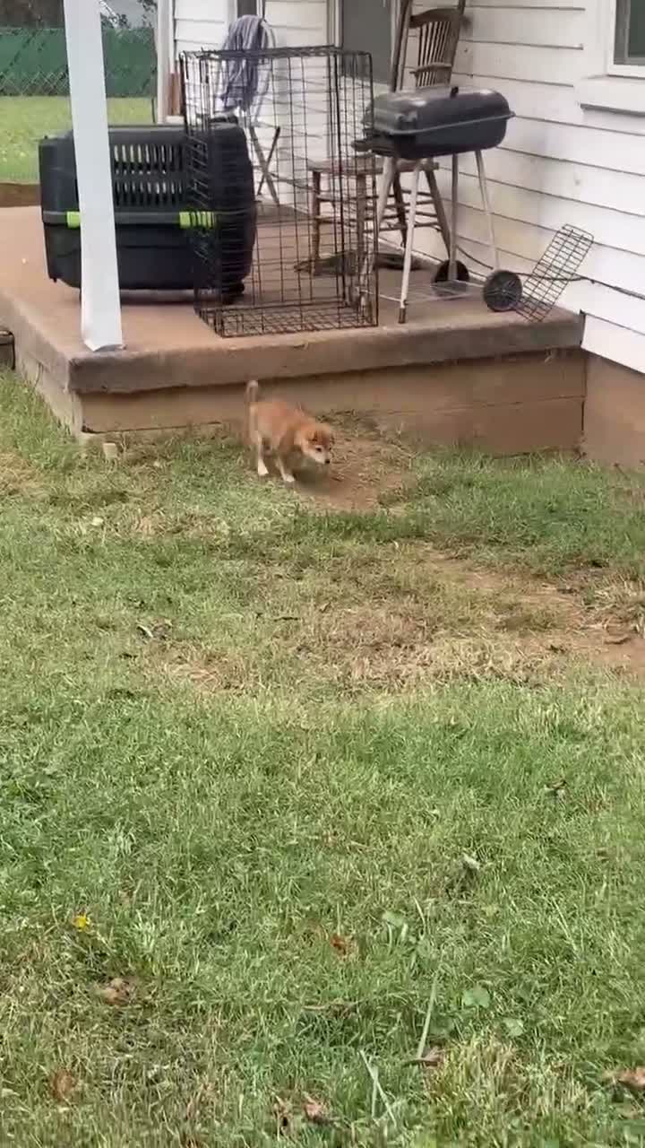Shiba Inu dogs for sale: Shiba Inu 2 - Video 1