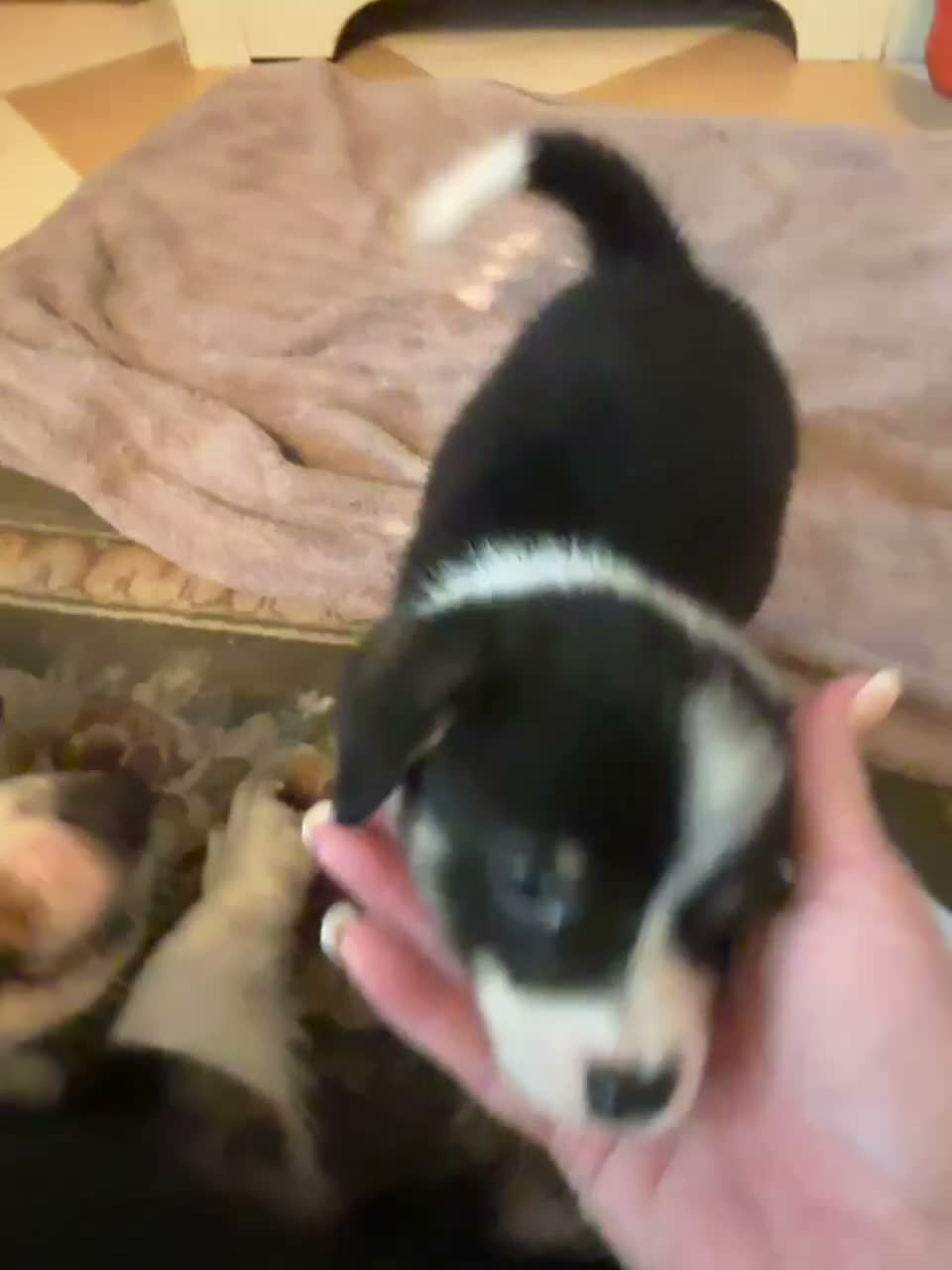 American Corgi dogs for sale: Minnie - Video 1