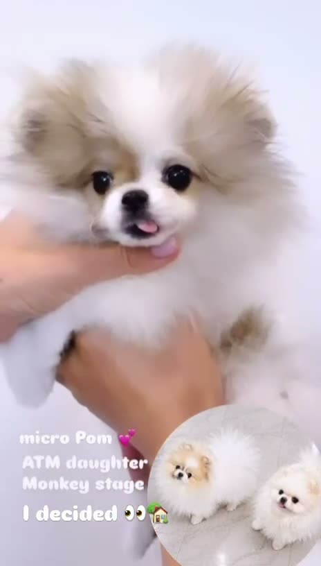 Pomeranian dogs for sale: Labubu  - Video 2