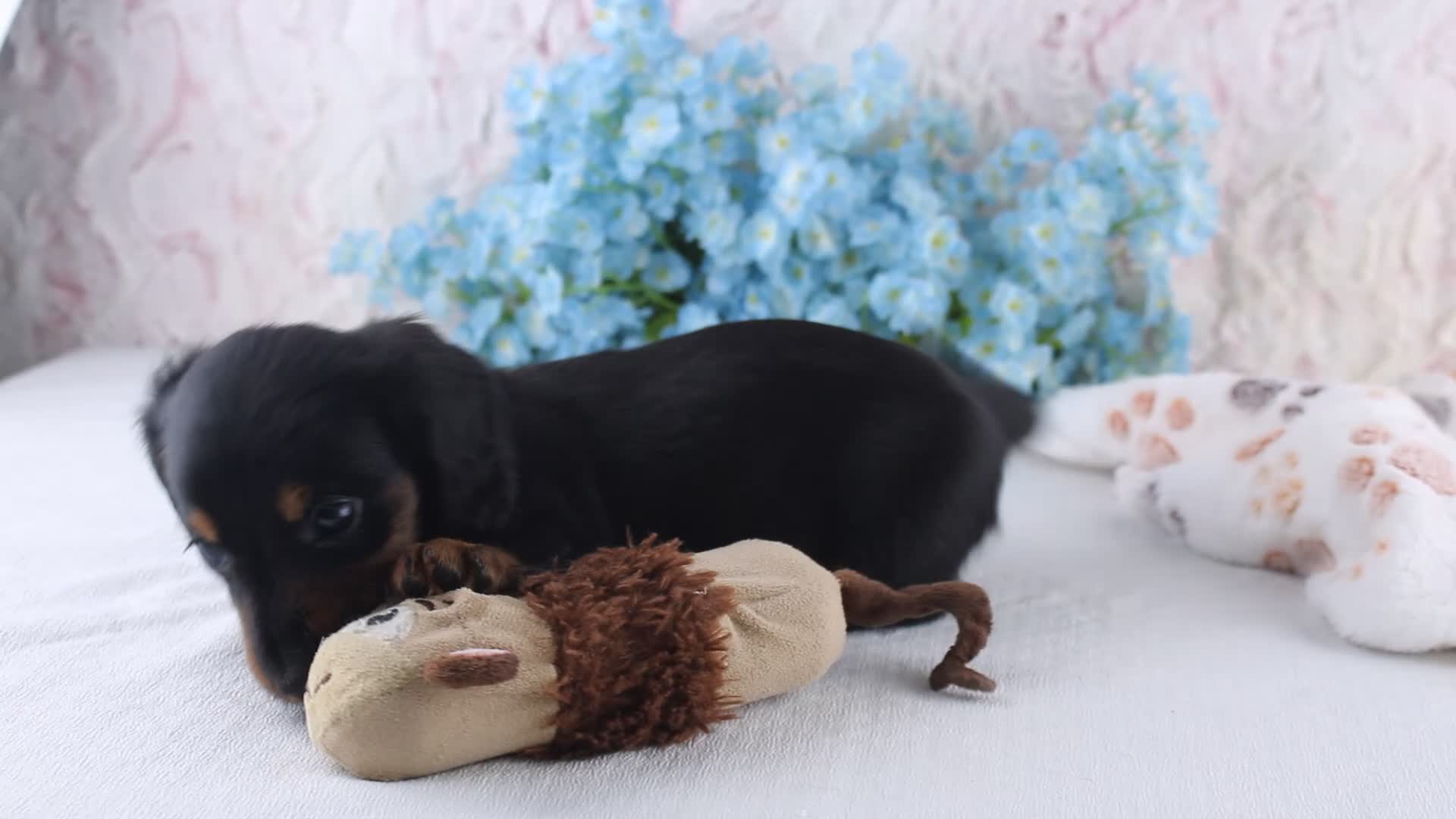 Miniature Dachshund dogs for sale: Hunter - Video 1