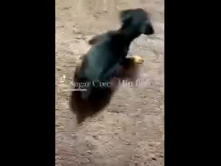 Miniature Pinscher dogs for sale: Breezy - Video 2