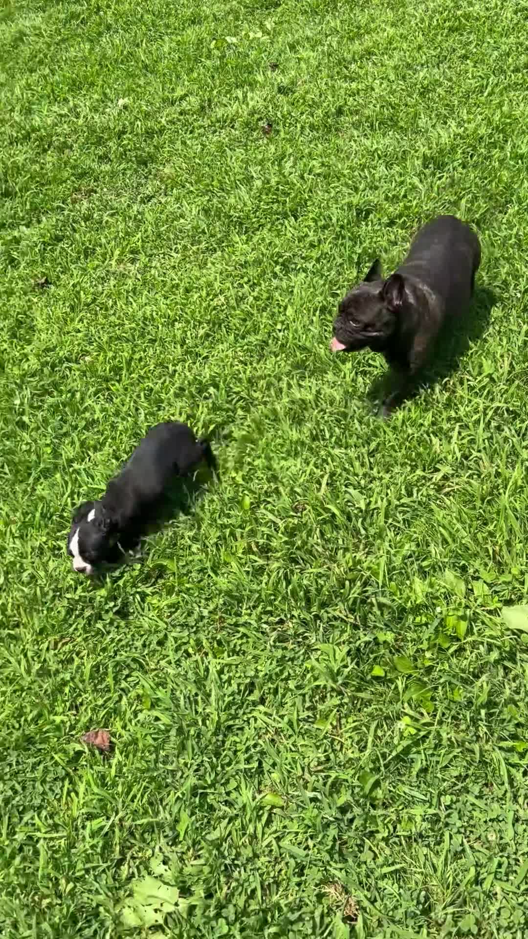 Boston Terrier dogs for sale: SALE PENDING - Video 3