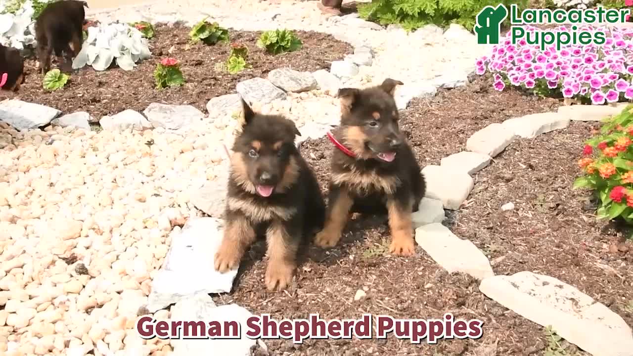 German Shepherd dogs for sale: Lily - Video 1