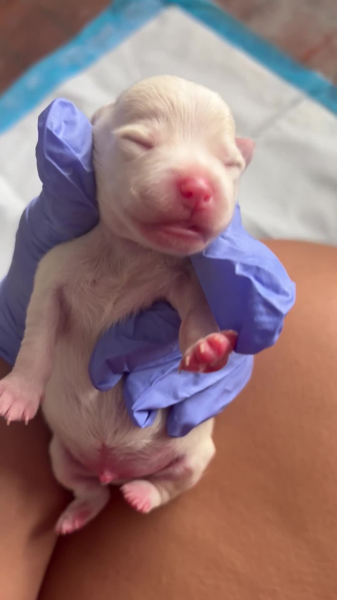 Mixed Breed dogs for sale: Mixed Breed Puppy 4 - Video 3