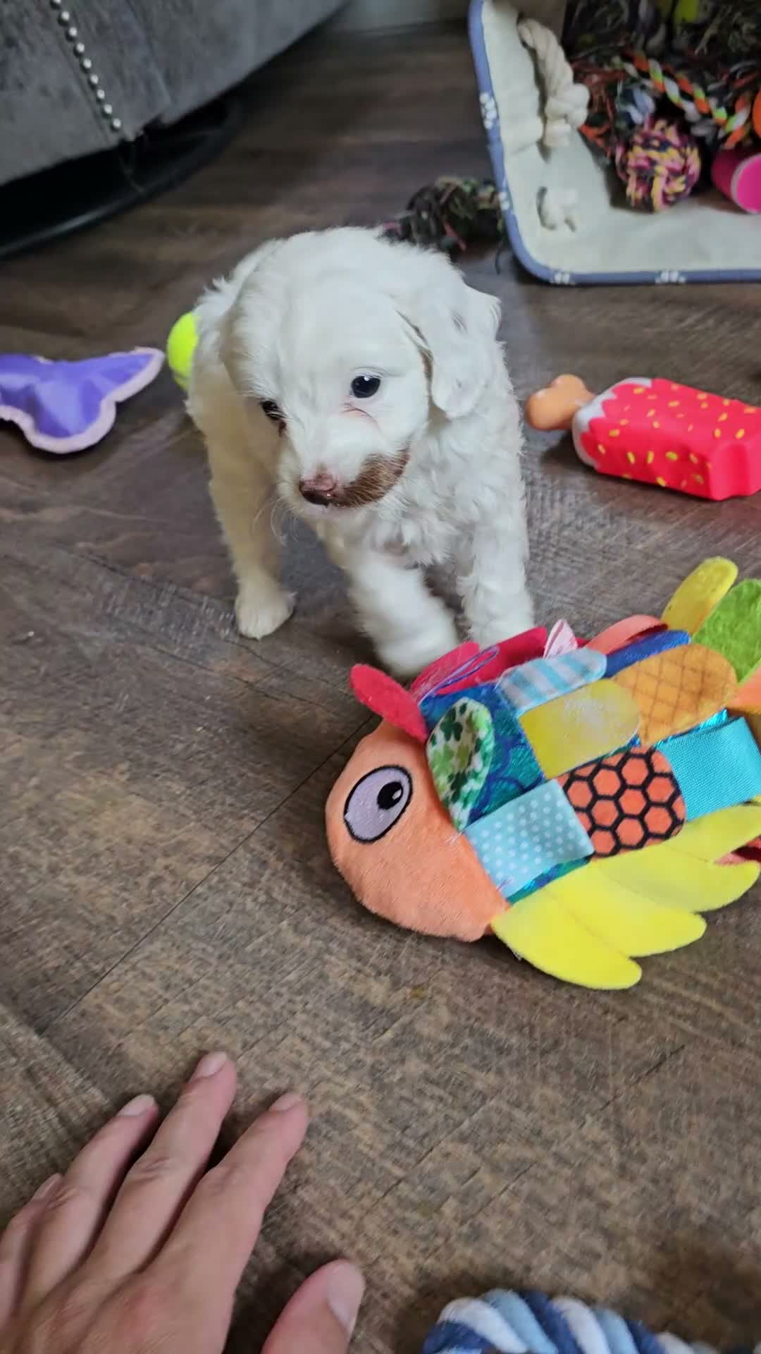 Cavapoo dogs for sale: Cavapoo 2 - Video 1