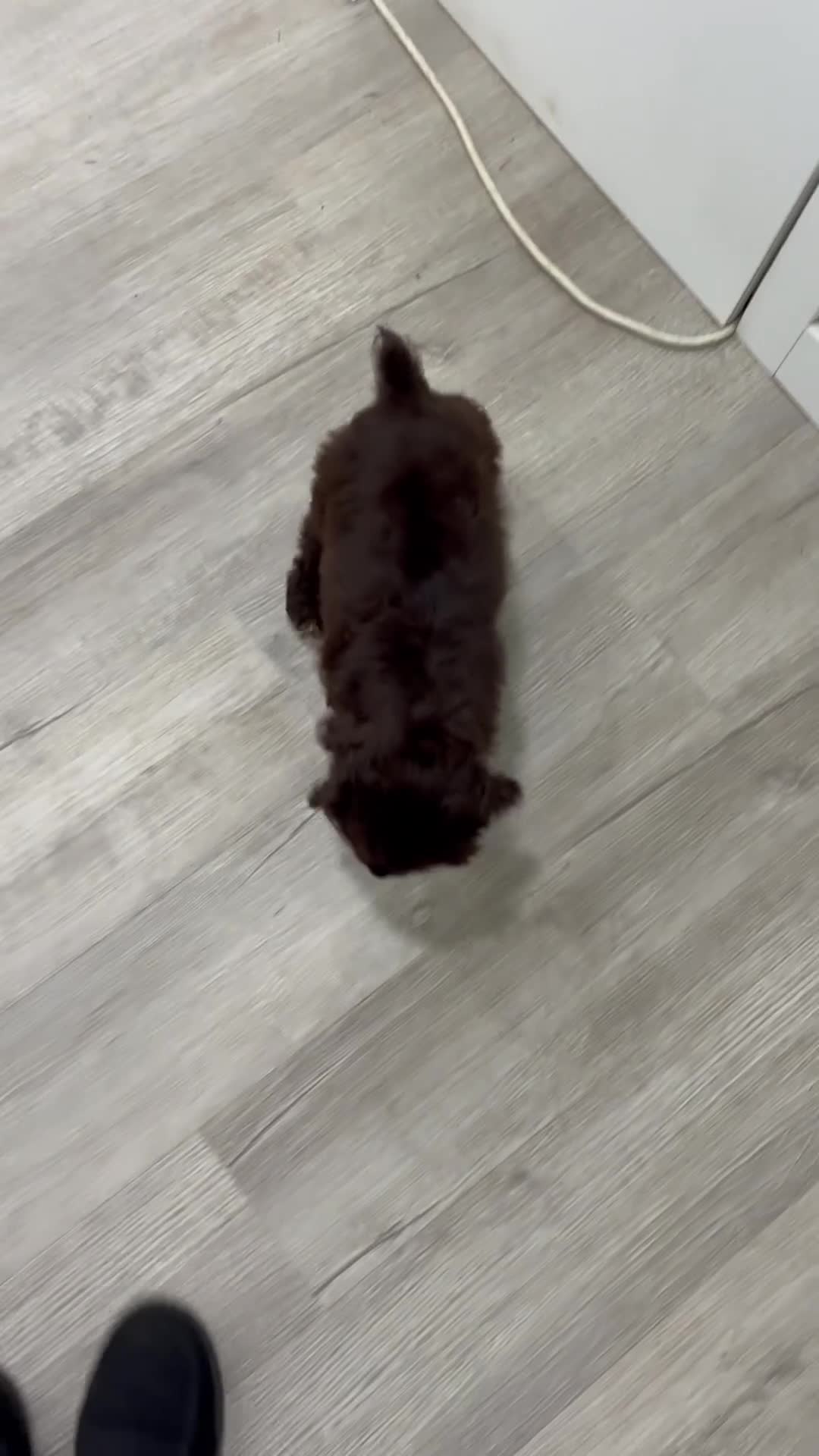 Cocker Spaniel dogs for sale: Pearl - Video 1