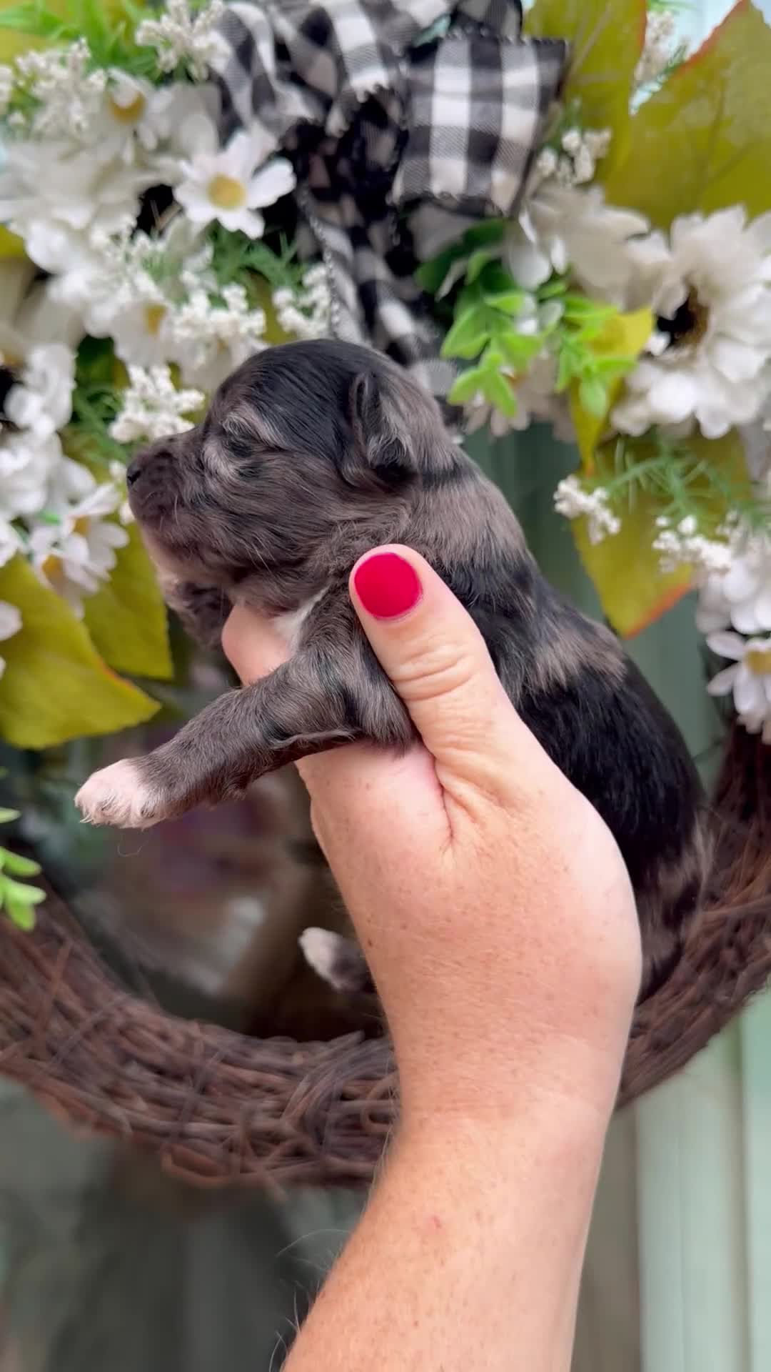 Mixed Breed dogs for sale: Malachi - Video 1