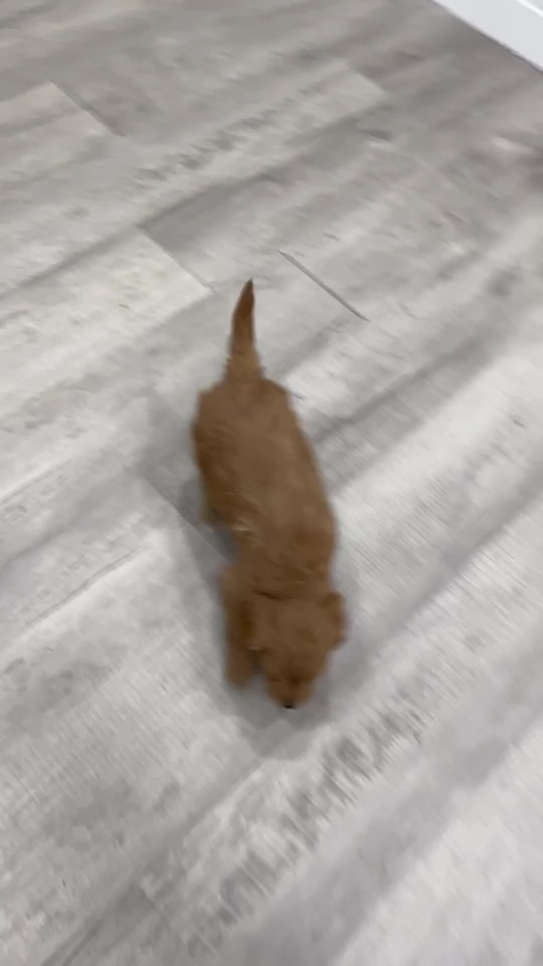 Mini Goldendoodle dogs for sale: Phoebe - Video 1