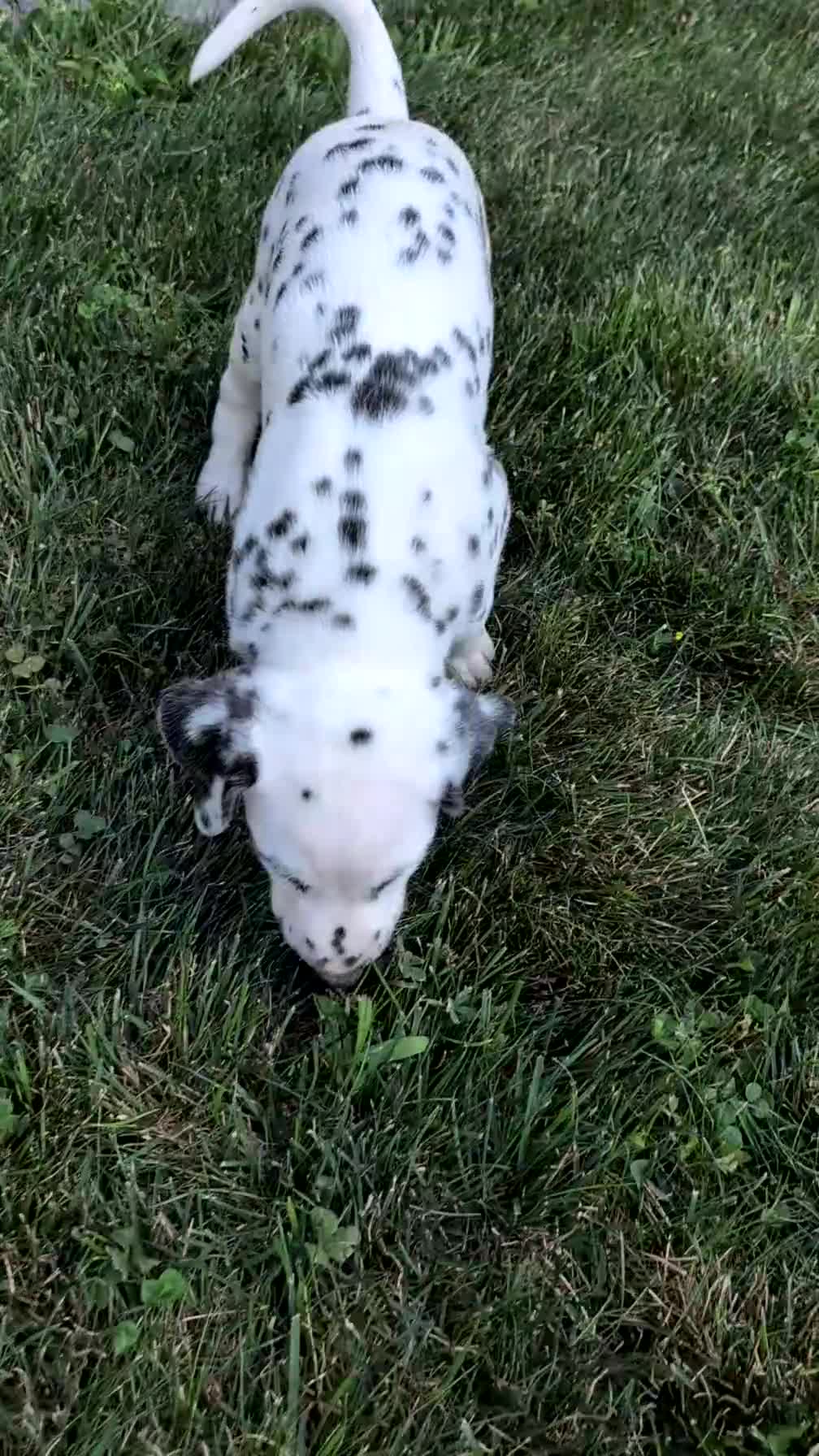 Dalmatian dogs for sale: Oliver - Video 1