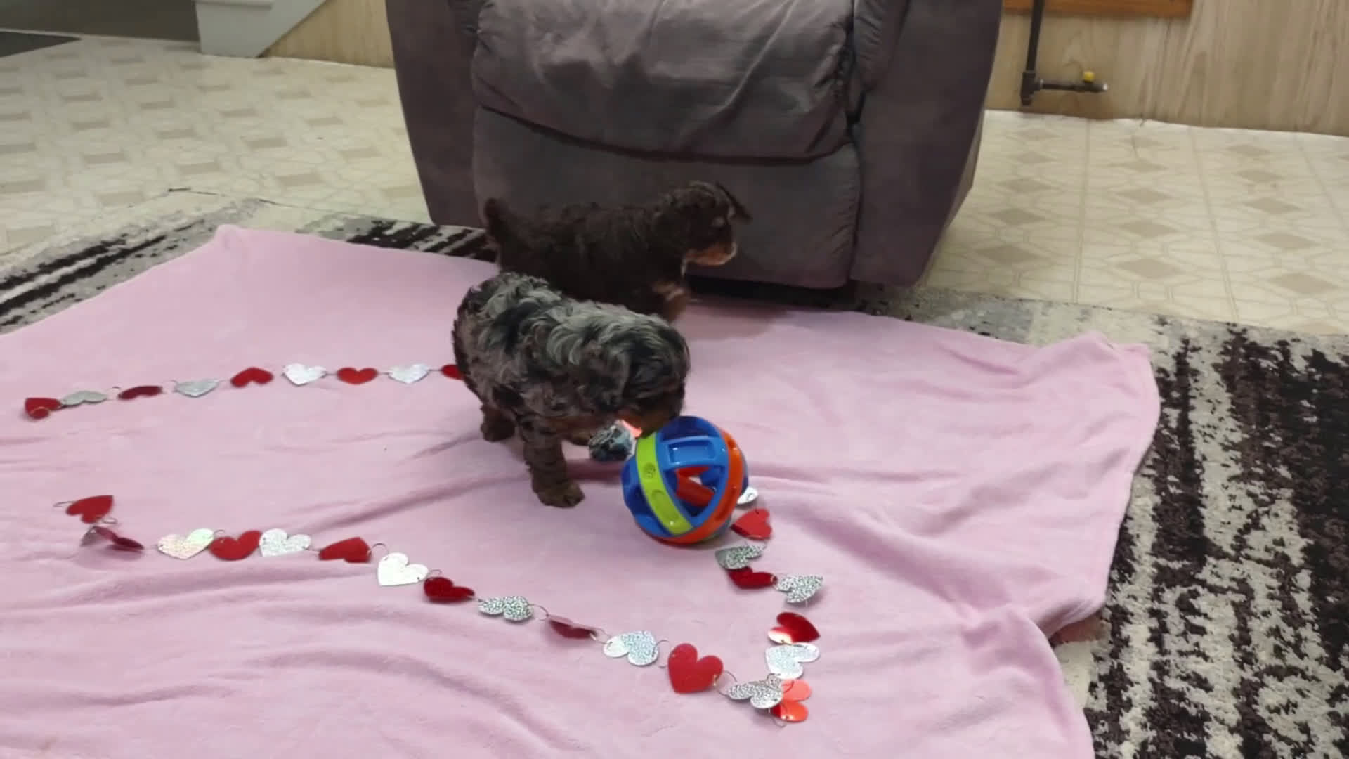 Cavapoo dogs for sale: Tessa - Video 4