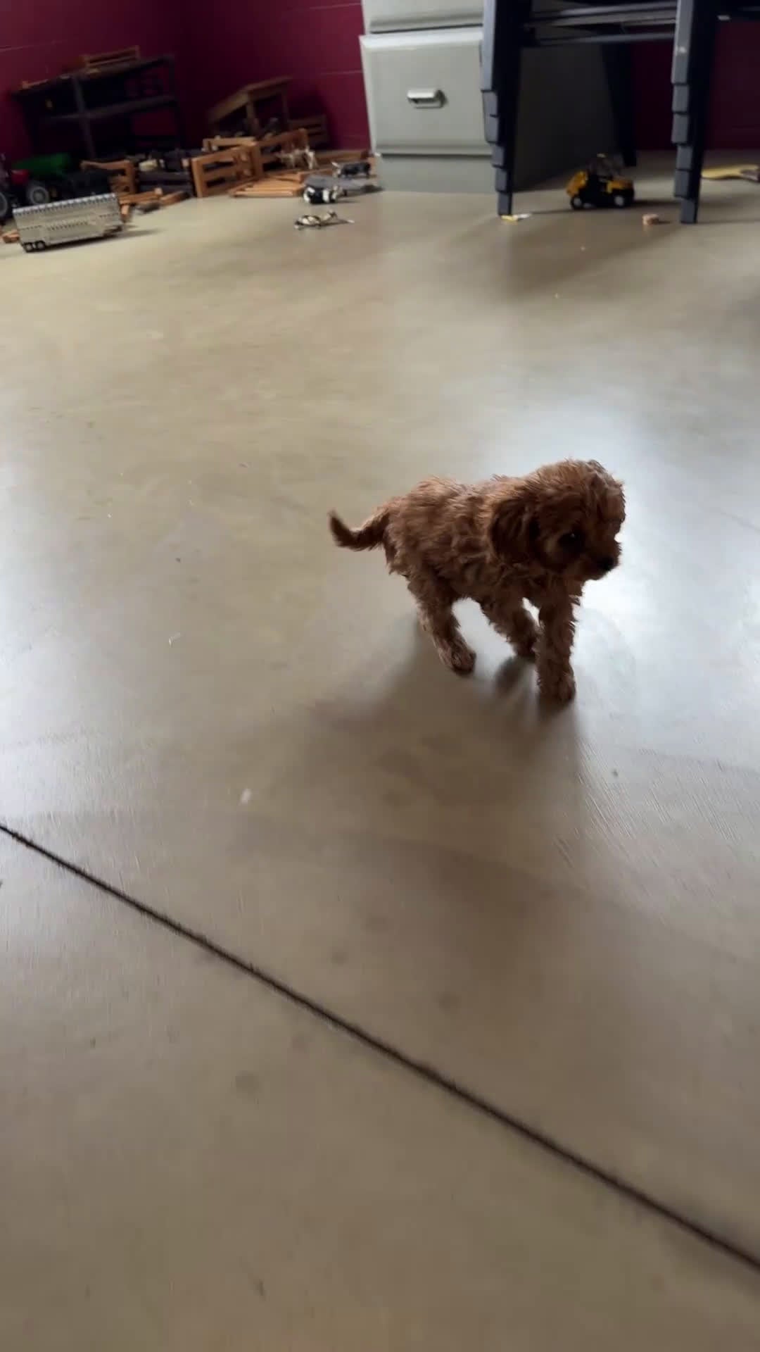Cavapoo dogs for sale: Pearl - Video 1