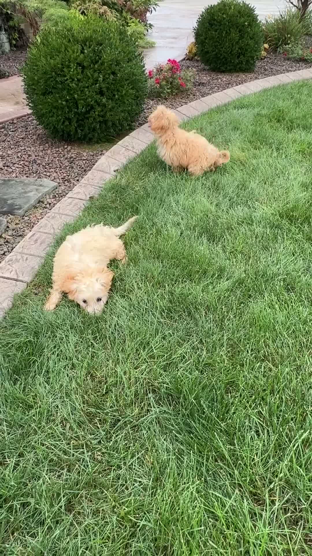 Maltipoo dogs for sale: Jordan - Video 1