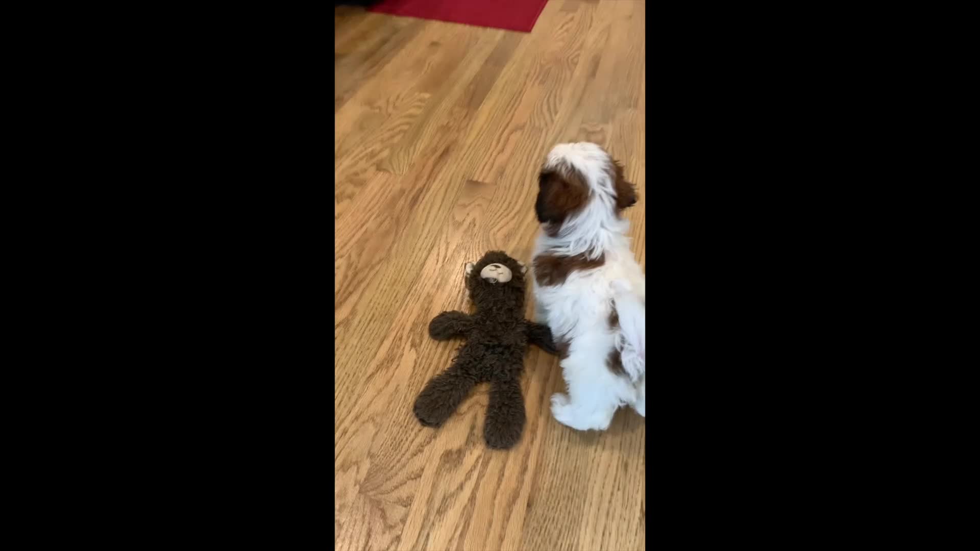 Teddy Bear dogs for sale: Daisy - Video 1