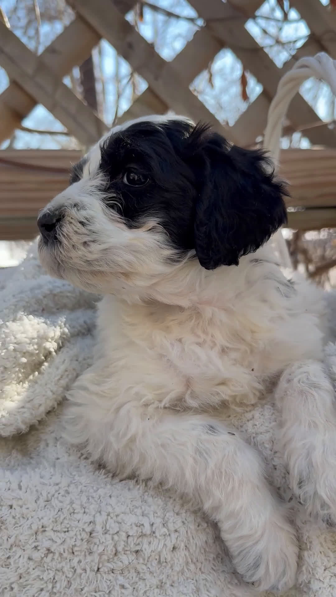 Mixed Breed dogs for sale: Lola - Video 1