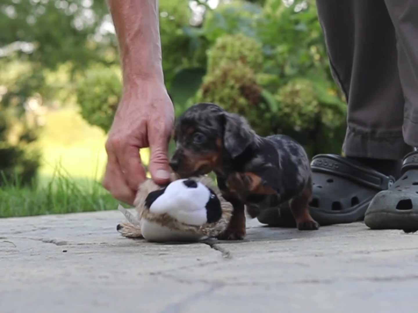 Mixed Breed dogs for sale: Ace - Video 1