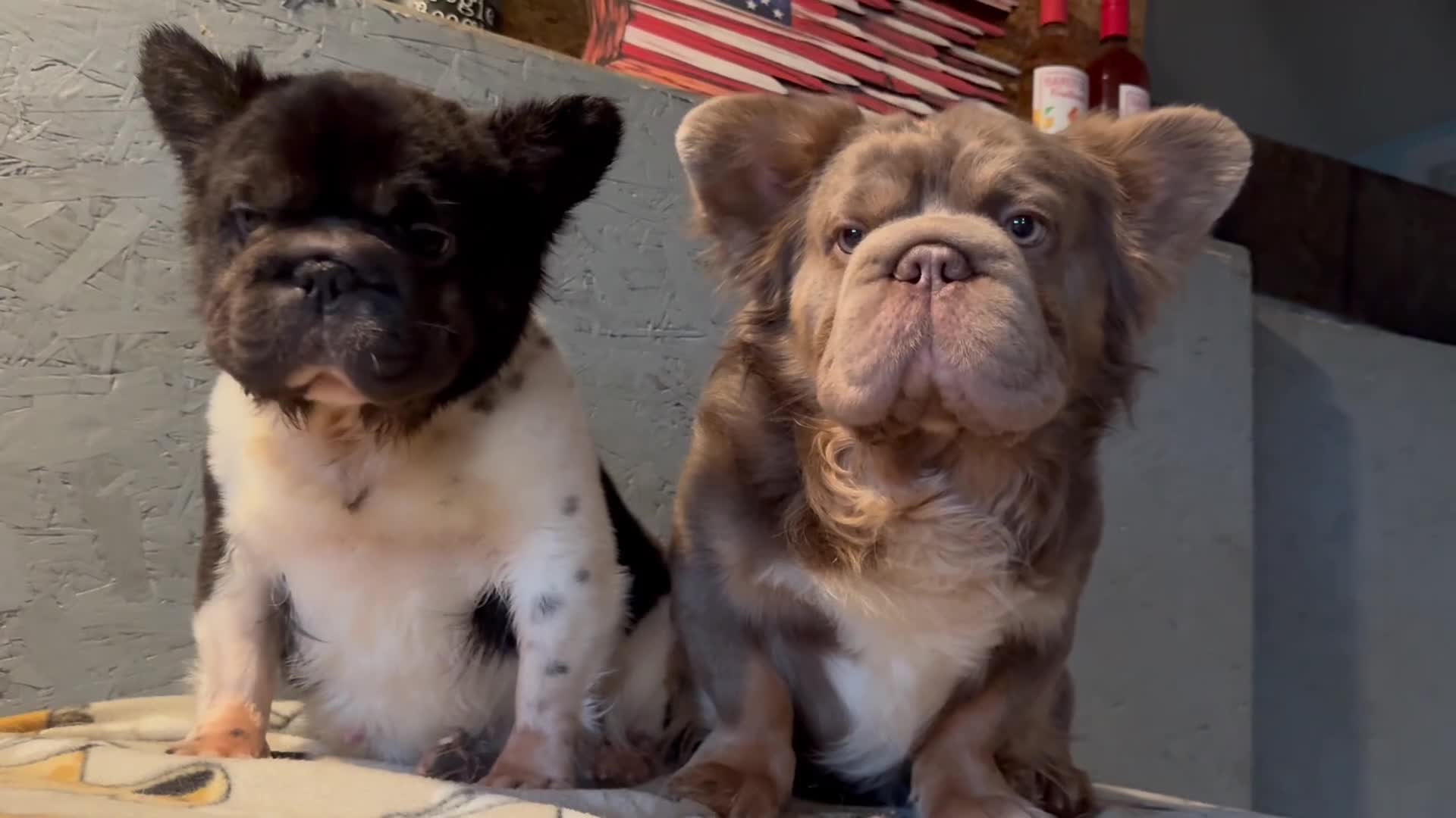 French Bulldog dogs for sale: Full Fluffy Lilac  - Video 2