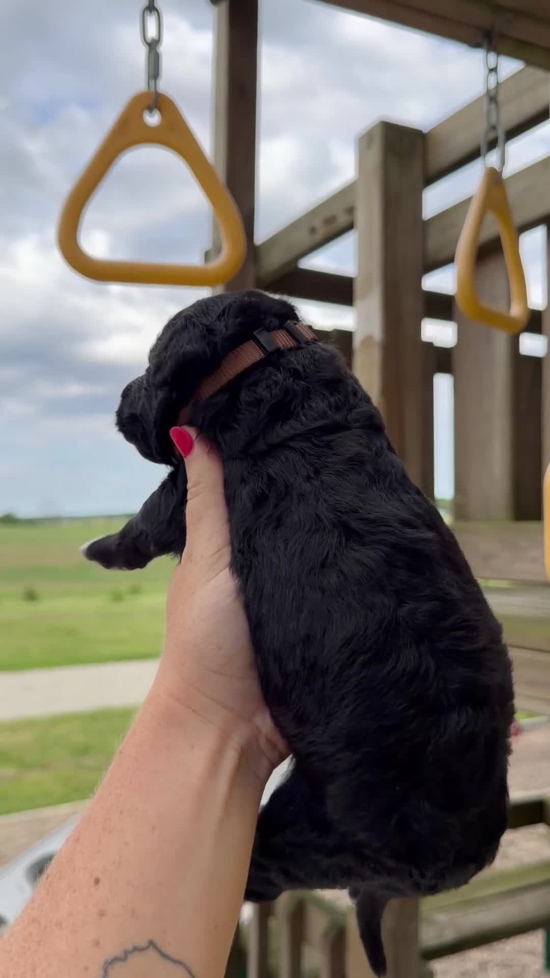 Goldendoodle dogs for sale: Murphy - F1b - Video 1