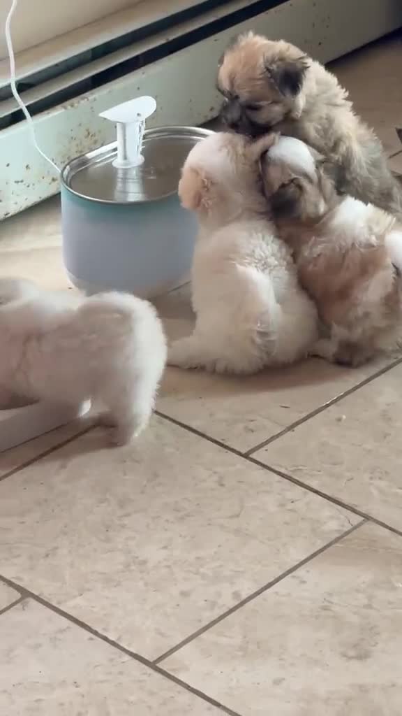 Maltese dogs for sale: Rocky - Video 1