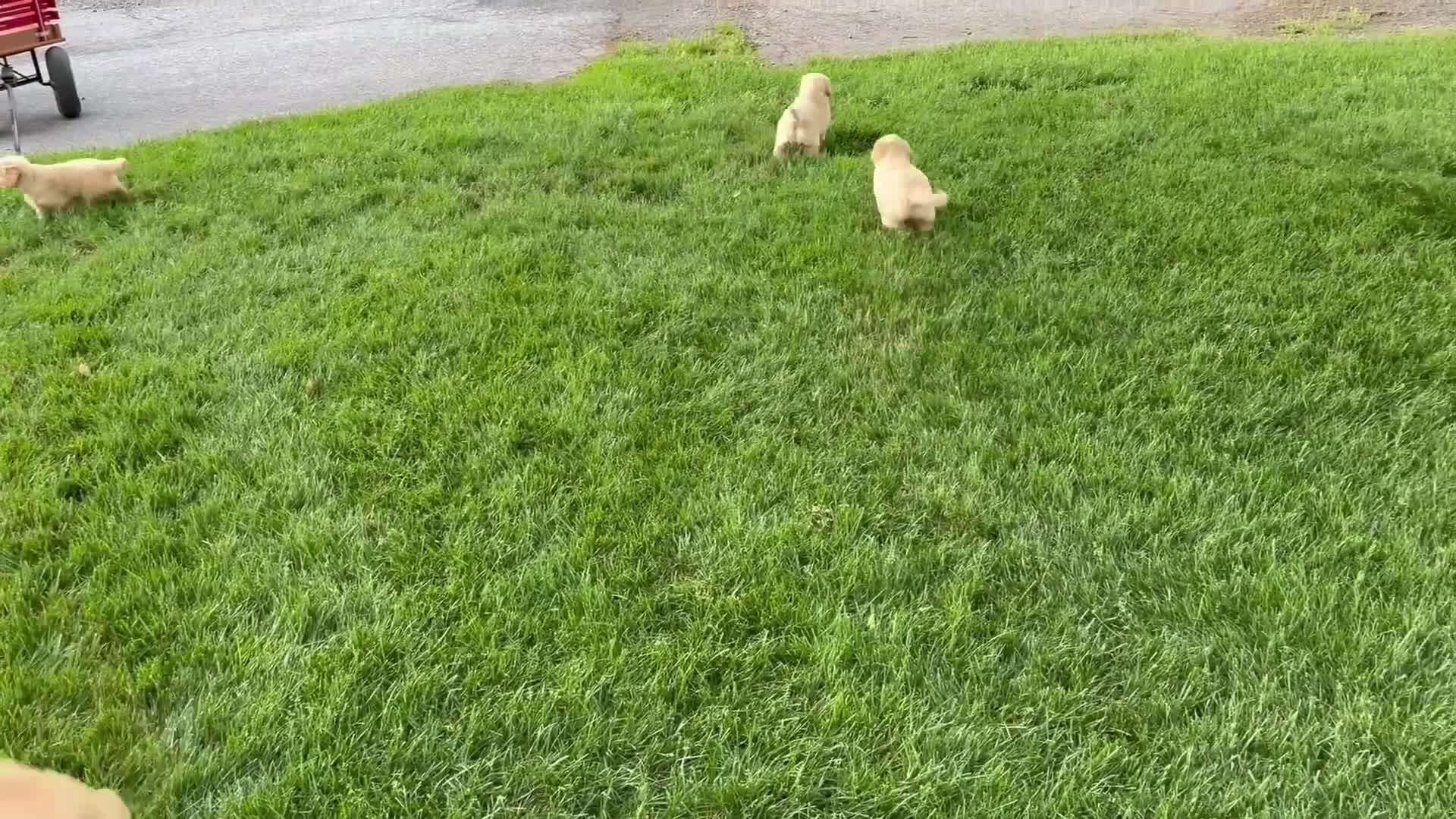 Golden Retriever dogs for sale: Bella - Video 2