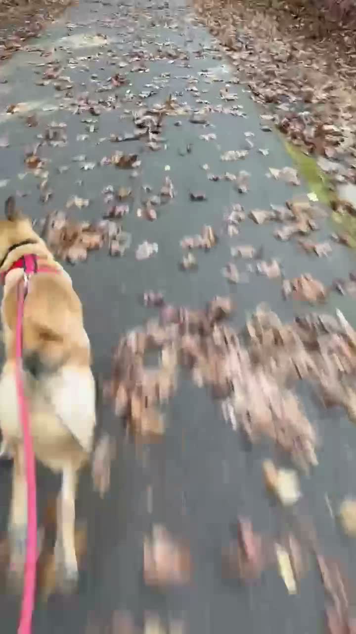 Mixed Breed dogs for sale: Teacup - Video 1