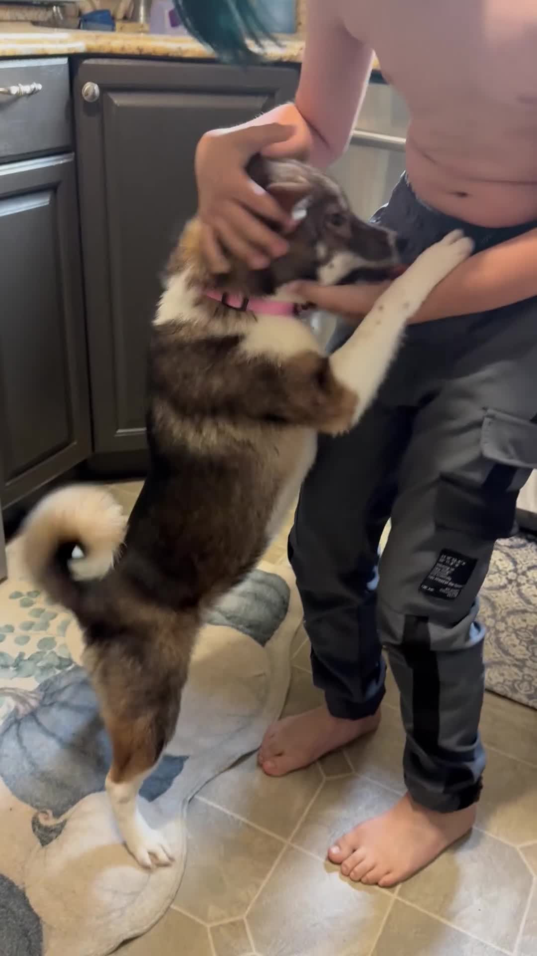 Shiba Inu dogs for sale: Touka  - Video 1