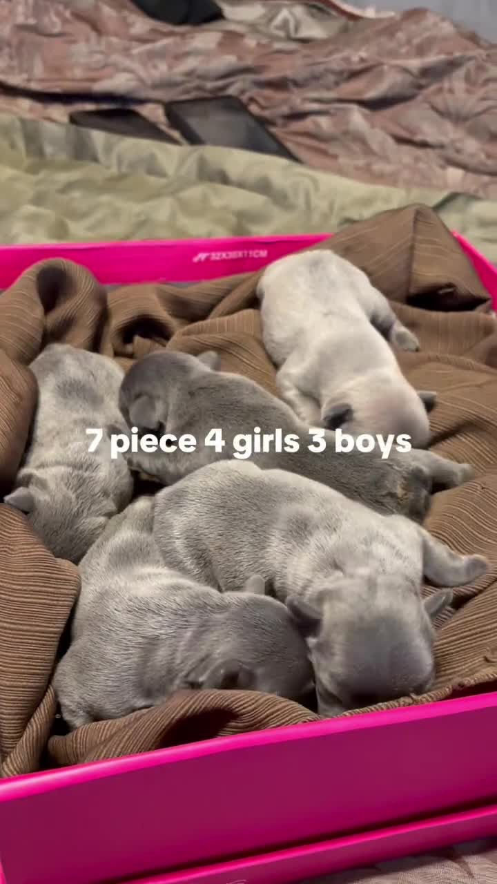 French Bulldog dogs for sale: French Bulldog 5 - Video 1