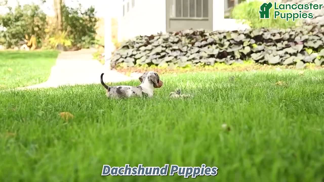 Dachshund dogs for sale: Demmy - Video 1