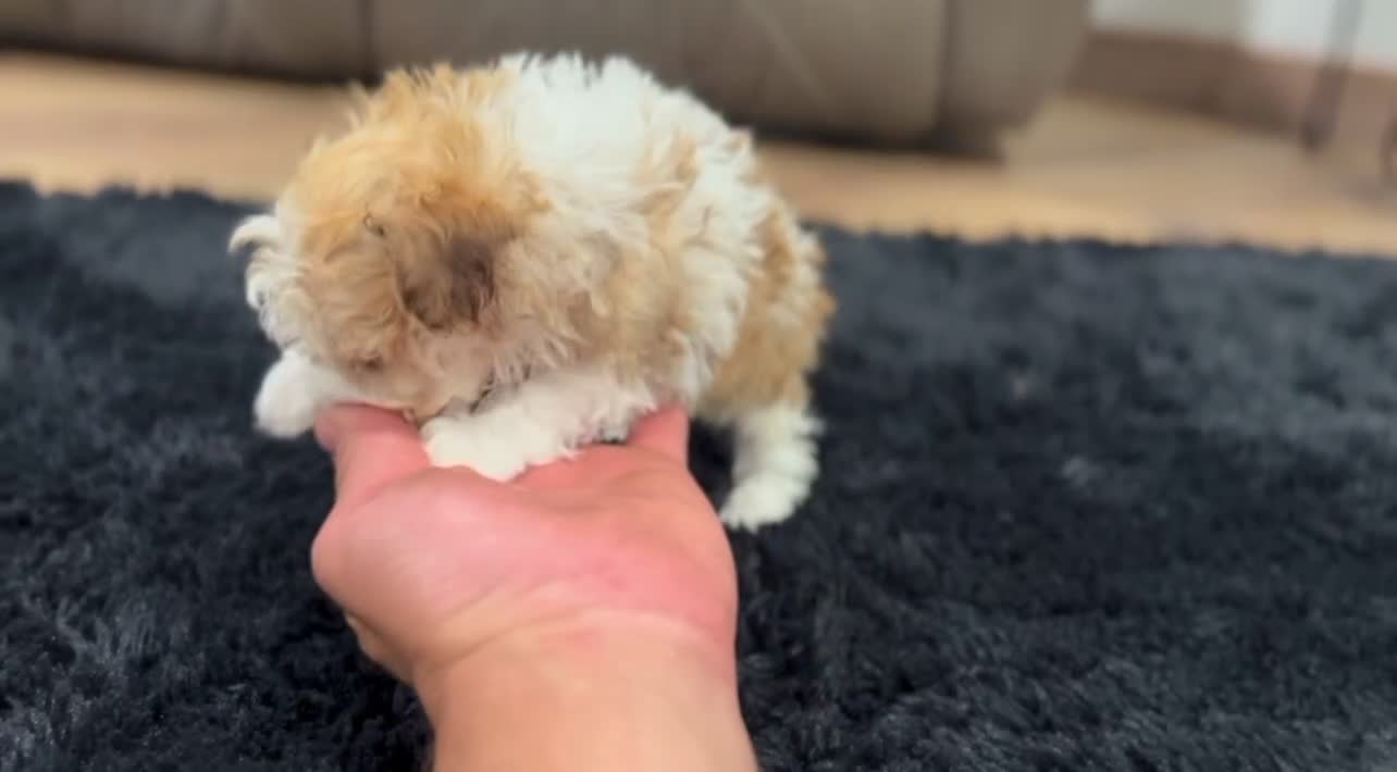 Havanese dogs for sale: Geno - Video 5