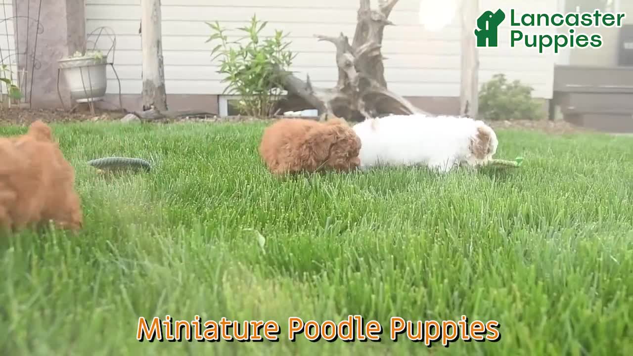 Miniature Poodle dogs for sale: Fluffy  - Video 1