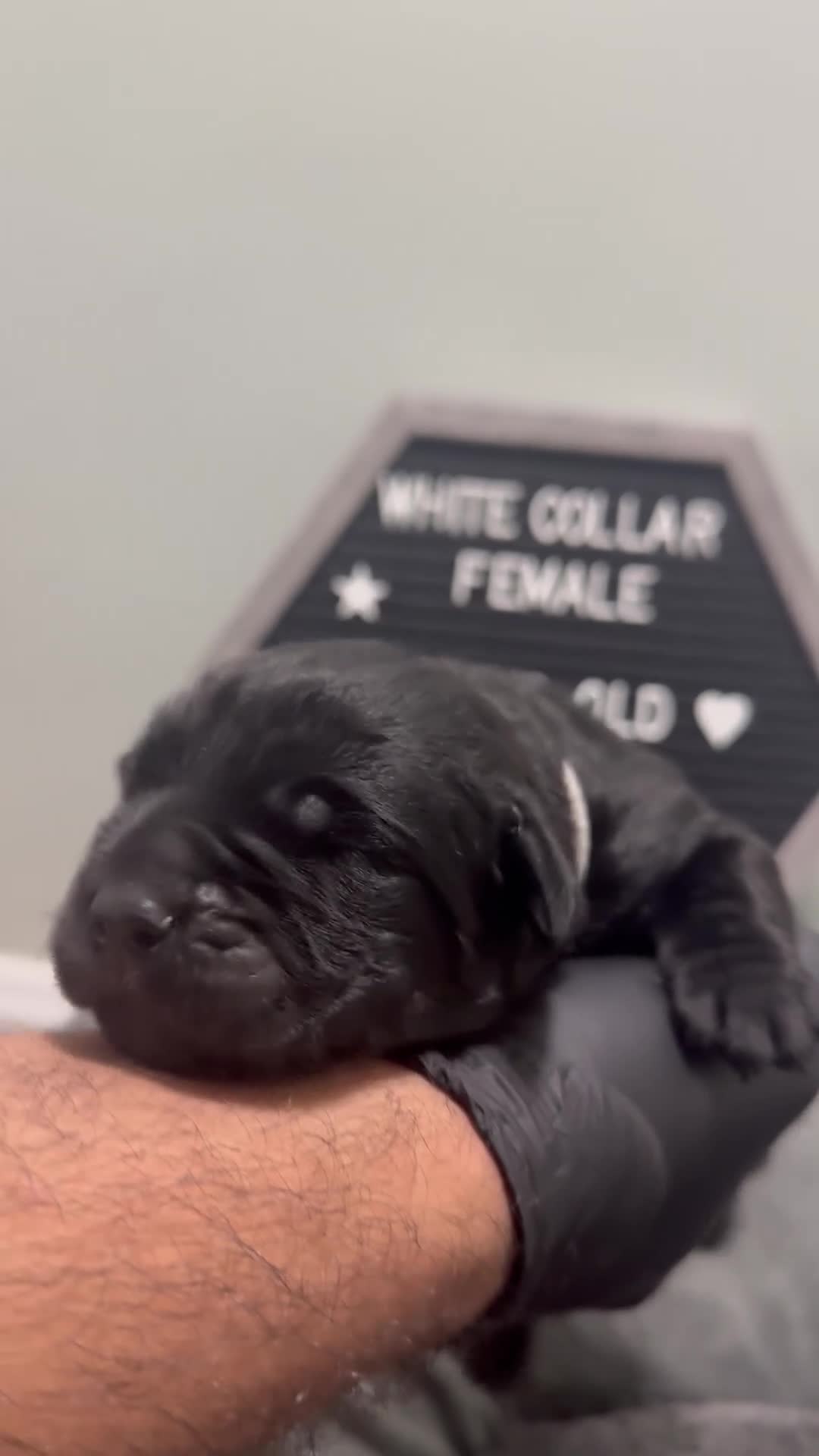 Cane Corso dogs for sale: Vixen - Video 1