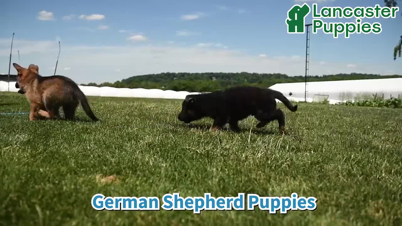 German Shepherd dogs for sale: Saffron - Video 1