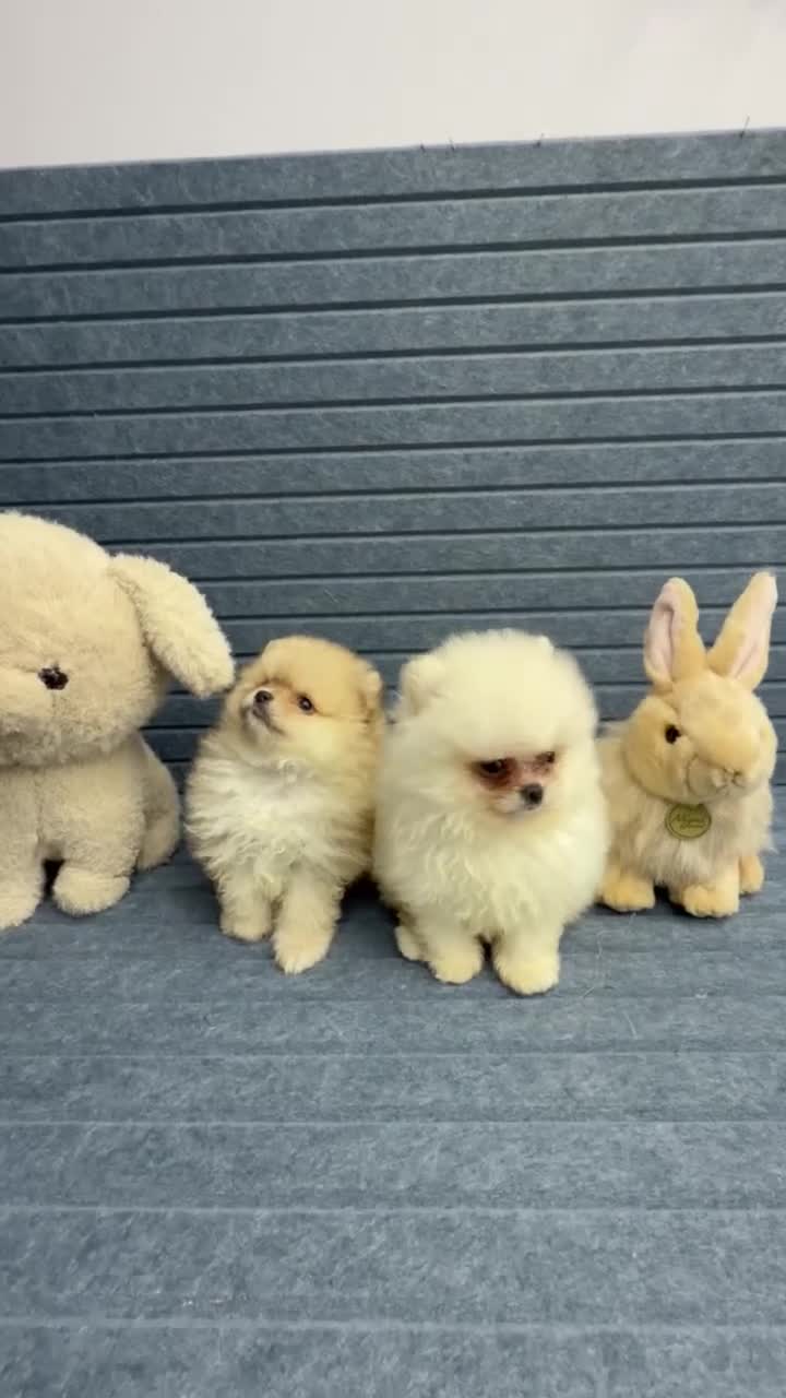 Pomeranian dogs for sale: Pomeranian nieve  - Video 1