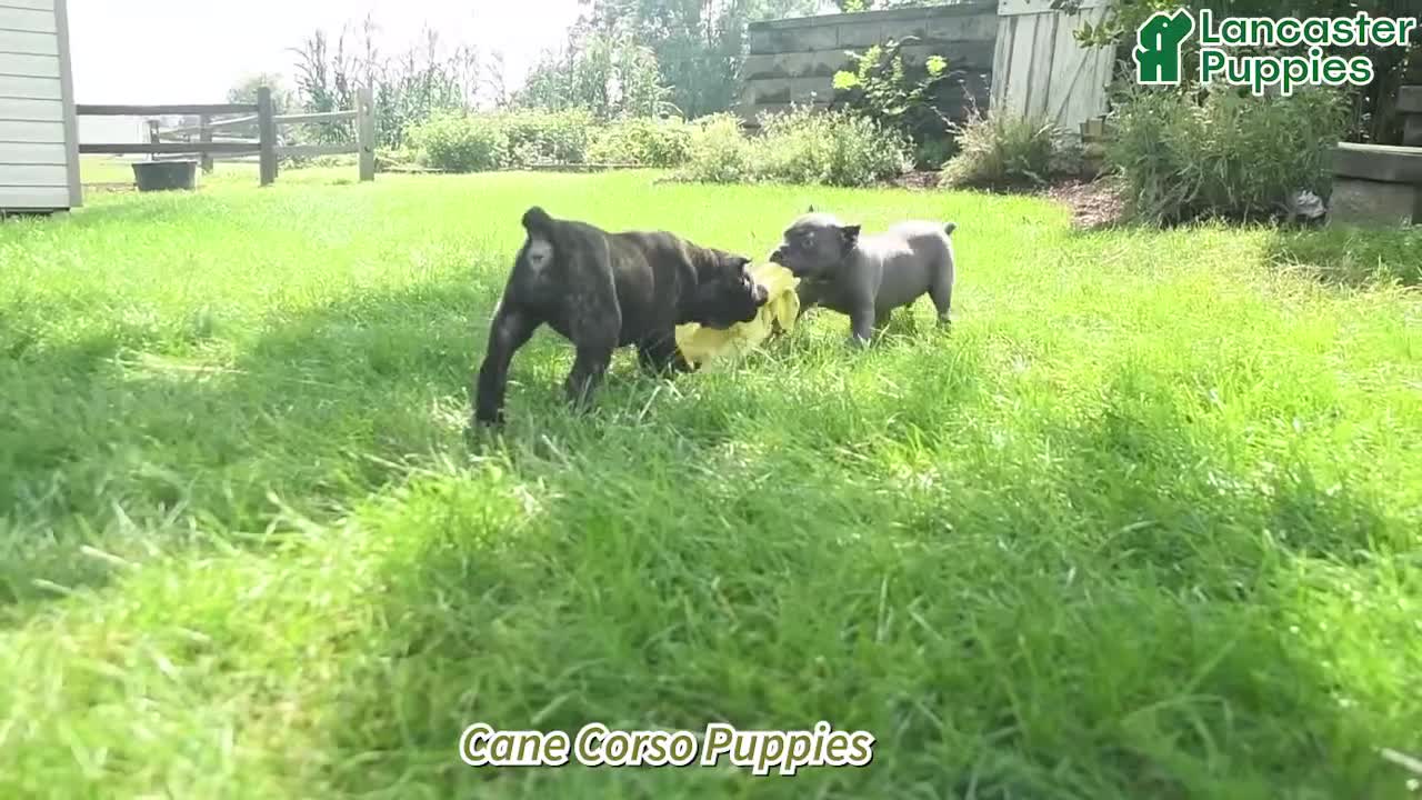 Cane Corso dogs for sale: Dahlia  - Video 1