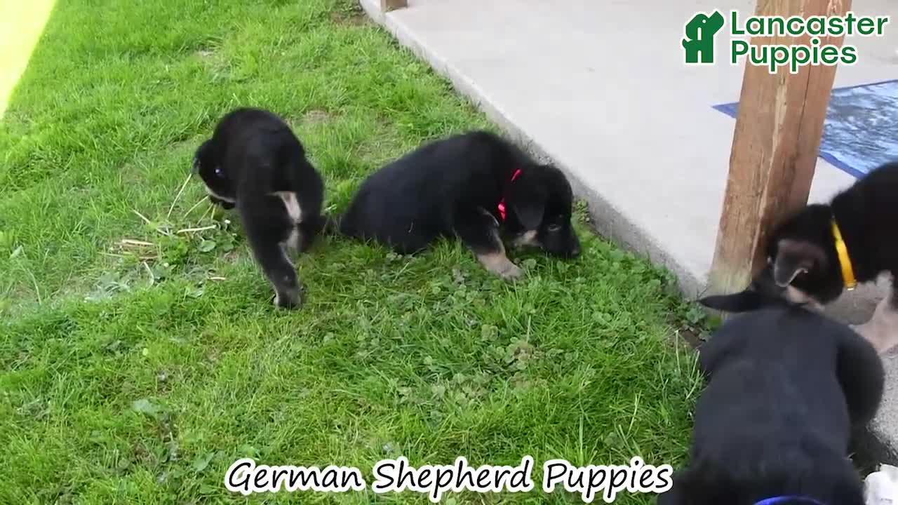 German Shepherd dogs for sale: Nash - Video 1